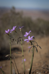 Oxalis lateriflora