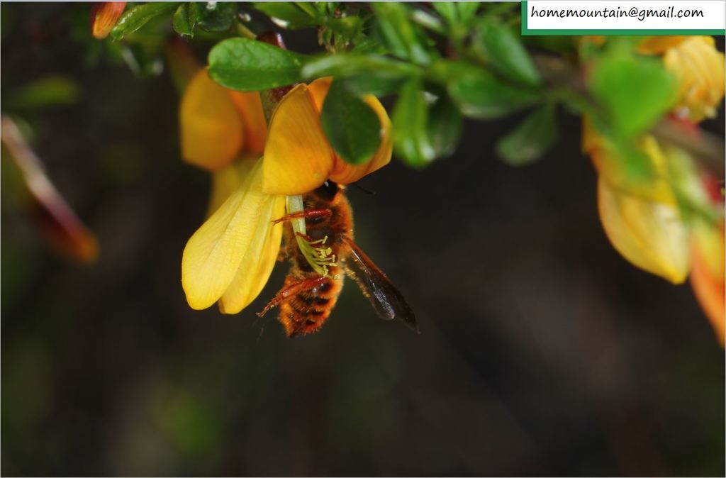 Megachile desertorum