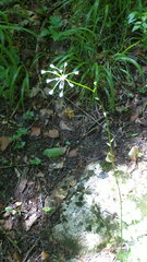 Physospermum cornubiense