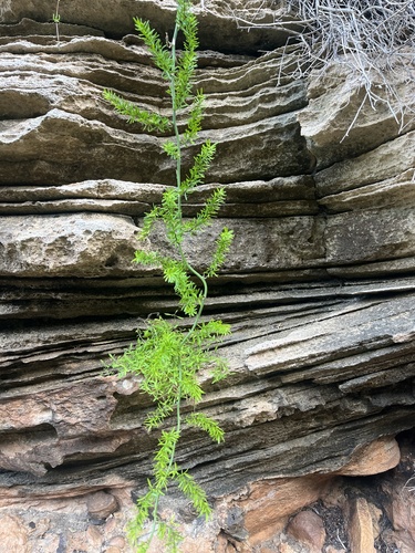 Asparagus aethiopicus