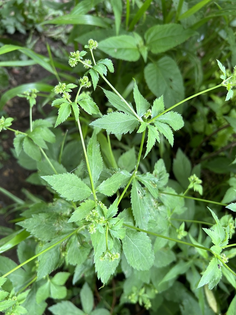 Black Snakeroot