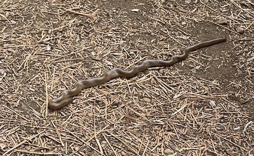iNaturalist observation photo of Northern Rubber Boa