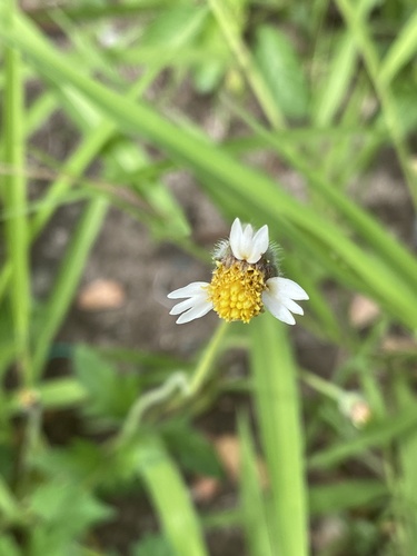 Tridax Daisy