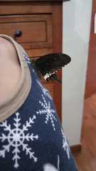 Papilio polytes romulus