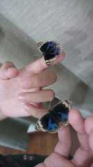 Junonia orithya wallacei