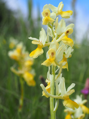 Orchis pauciflora