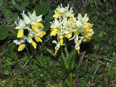 Orchis pauciflora