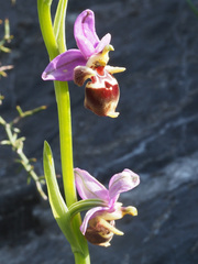 Ophrys heldreichii