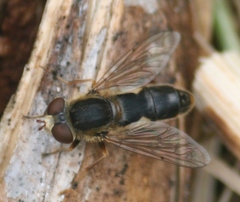 Anasimyia bilinearis