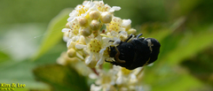 Glycyphana fulvistemma