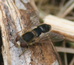Anasimyia bilinearis
