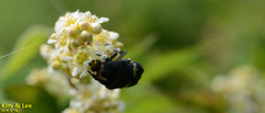 Glycyphana fulvistemma