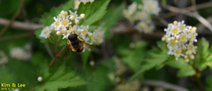 Eristalis kyokoae