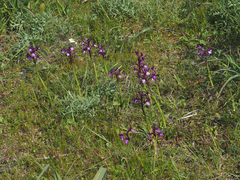 Anacamptis boryi