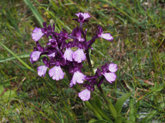Anacamptis boryi