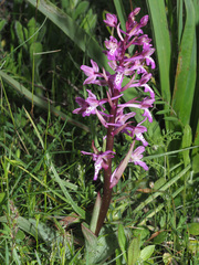 Orchis sitiaca