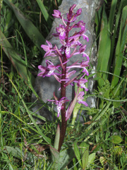 Orchis sitiaca
