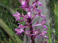 Orchis sitiaca