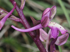 Orchis sitiaca