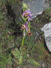 Ophrys heldreichii