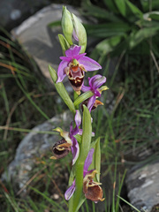 Ophrys heldreichii