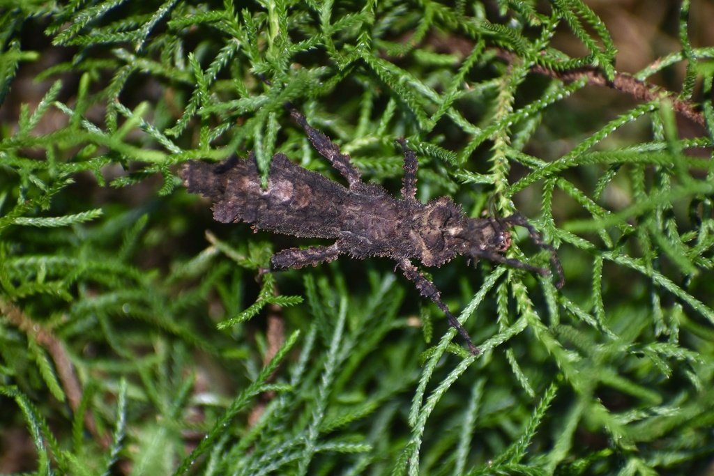 Hesperophasma cordiferum