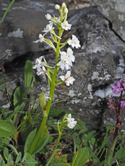 Orchis quadripunctata