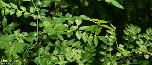 Zanthoxylum schinifolium iNat (2)