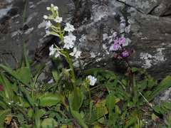 Orchis quadripunctata