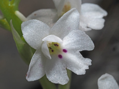 Orchis quadripunctata