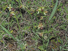 Ophrys sphegodes cretensis