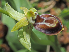 Ophrys sphegodes cretensis