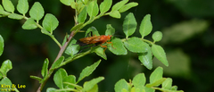 Holcojoppa bicolor