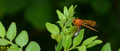 Holcojoppa bicolor