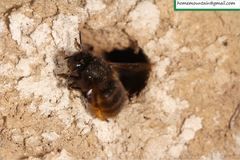 Anthophora villosula