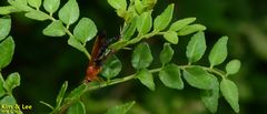 Holcojoppa bicolor