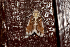 Pseudoadites frigida