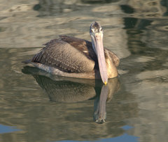 Pelecanus philippensis