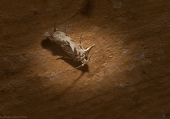 Erechthias mystacinella