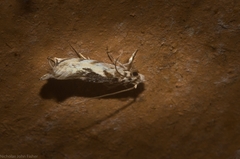 Erechthias mystacinella