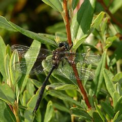 Somatochlora forcipata