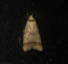 Heteroteucha anthodora