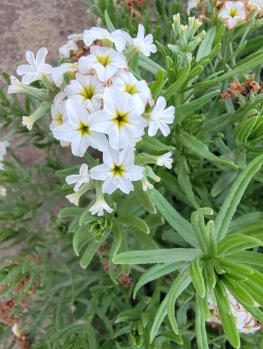 Siberian Sea-rosemary