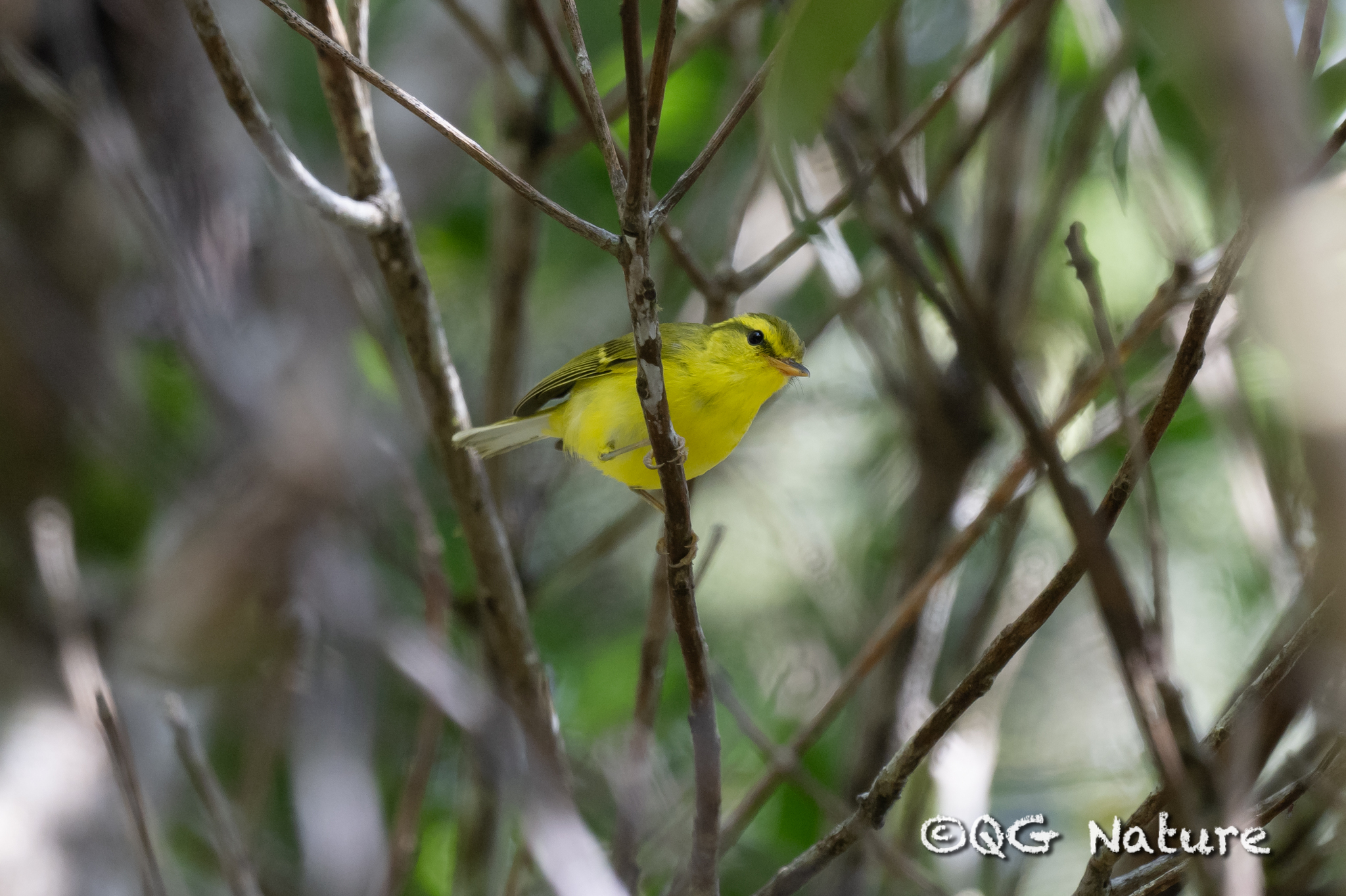 Hainan Leaf Warbler