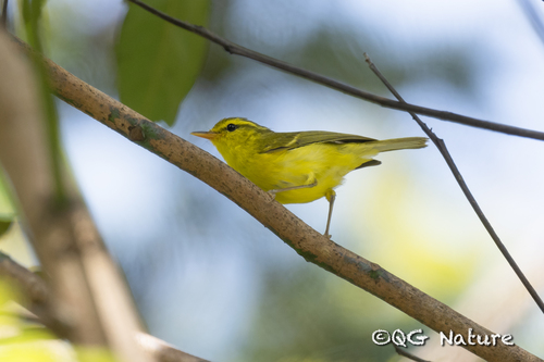 Hainan Leaf Warbler (Phylloscopus hainanus), photo 9