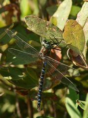 Aeshna interrupta interrupta