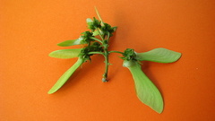 Banisteriopsis nummifera