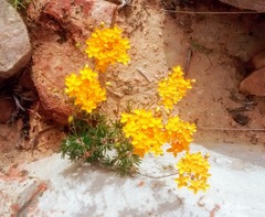 Pharnaceum aurantium