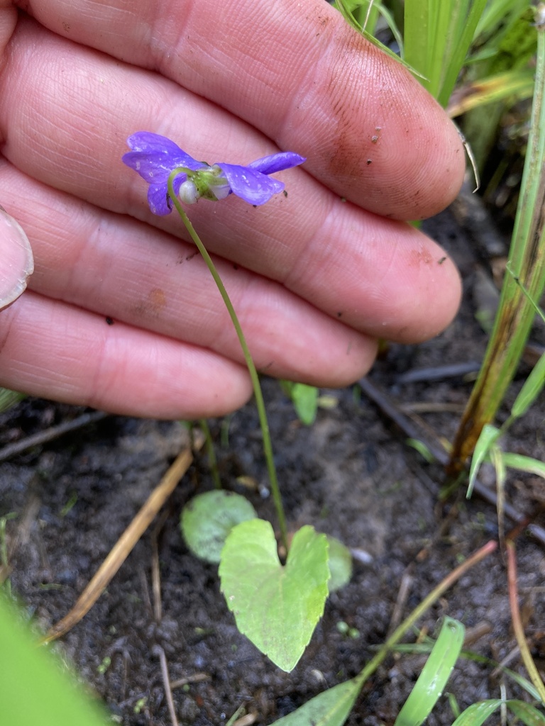Northern christmas tree farm wolverine mi
