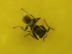 Insecta
